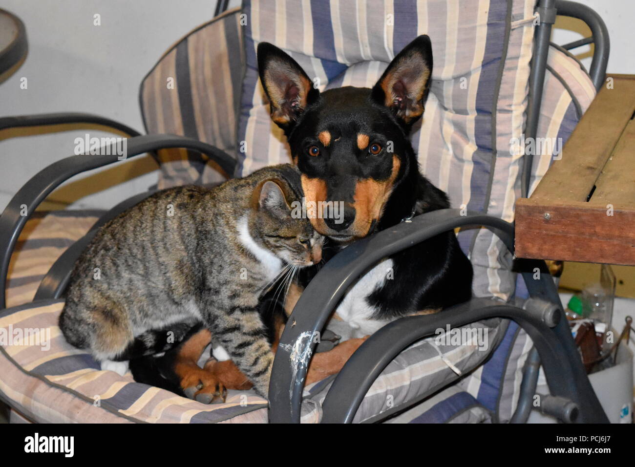 Domestic Cat and Mixed Breed Dog, Australia Stock Photo