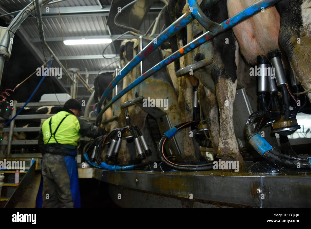 men in milking shed, New Zealand Stock Photo