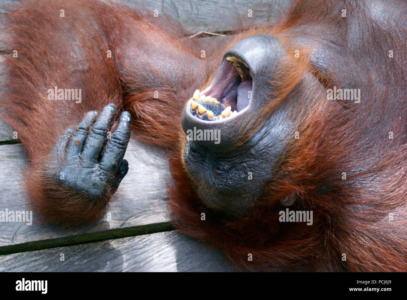 Orang-Utan, Borneo, Indonesia (Pongo pygmaeus), Orang-Utan, Borneo, Indonesien (Pongo pygmaeus) Stock Photo