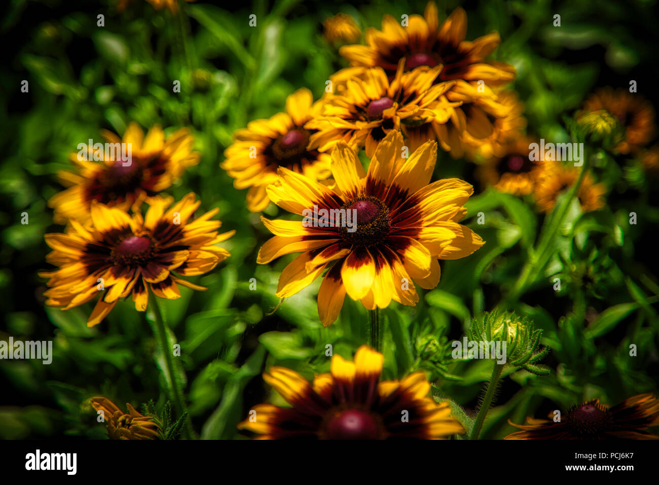 Flower, Daisy, Yellow, Garden, Nature, Floral, outdoors, summer, plants, countryside, fresh, blossom, wildflower, Stock Photo