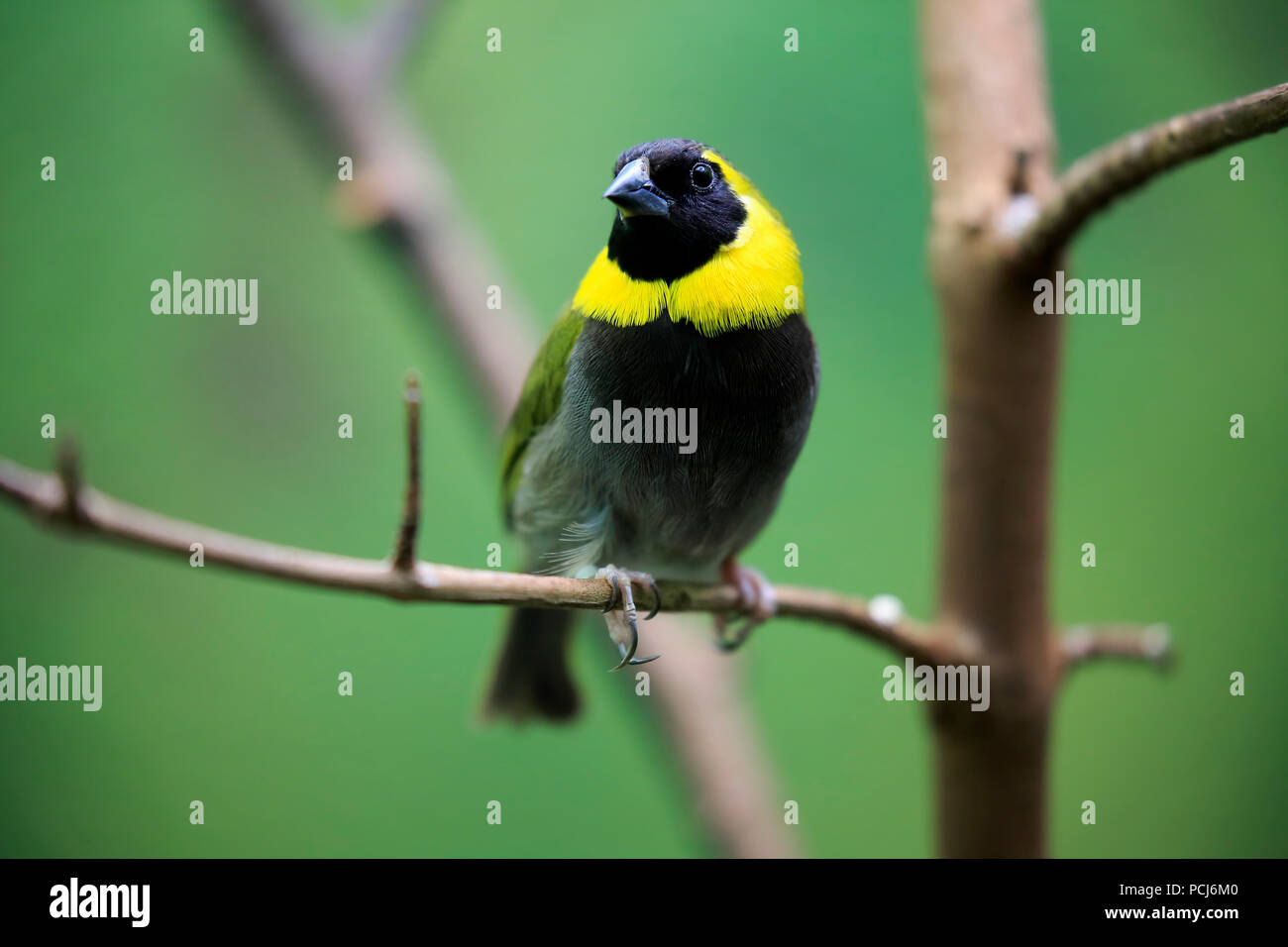 Cuban Grassquit, adult male, Caribbean, South America, (Tiaris canora) Stock Photo