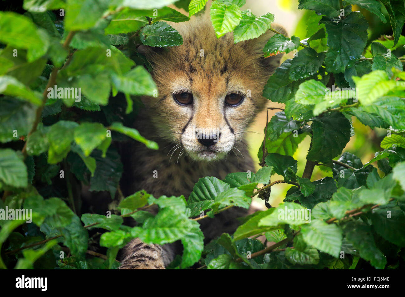 Sudan Cheetah, young, ten weeks, Northeast Africa, Africa, (Acinonyx jubatus soemmeringii) Stock Photo