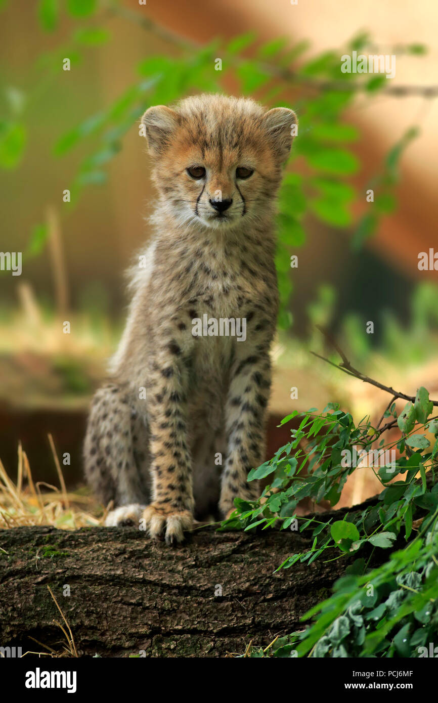 Sudan Cheetah, young, ten weeks, Northeast Africa, Africa, (Acinonyx jubatus soemmeringii) Stock Photo