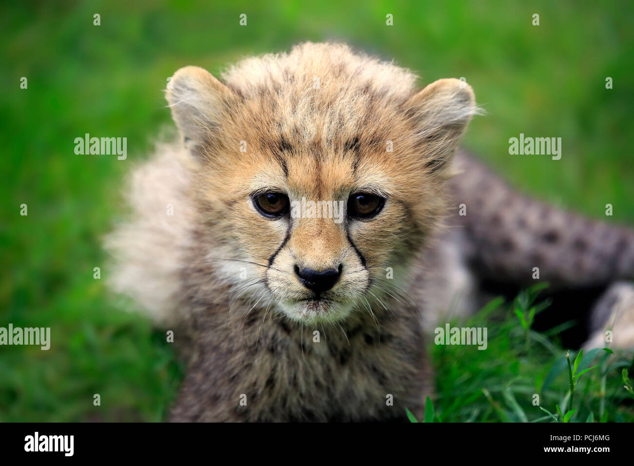 Sudan Cheetah, young, ten weeks, Northeast Africa, Africa, (Acinonyx jubatus soemmeringii) Stock Photo