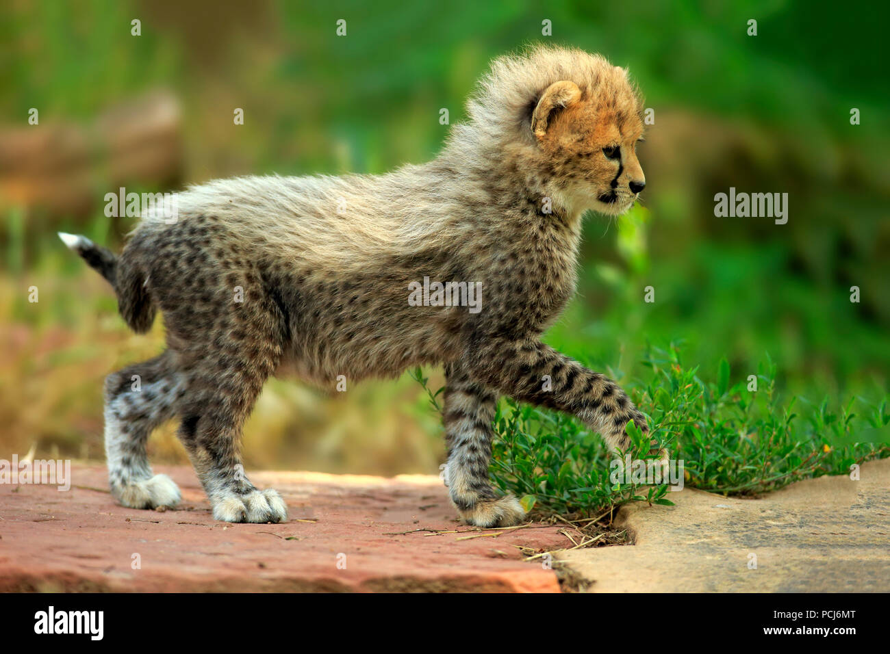 Sudan Cheetah, young, seven weeks, Northeast Africa, Africa, (Acinonyx jubatus soemmeringii) Stock Photo
