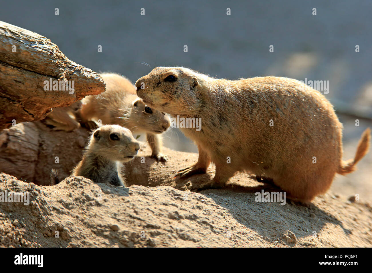 Black Tailed Prairie Dog, adult with youngs at den, Northamerica, (Cynomys ludovicianus) Stock Photo