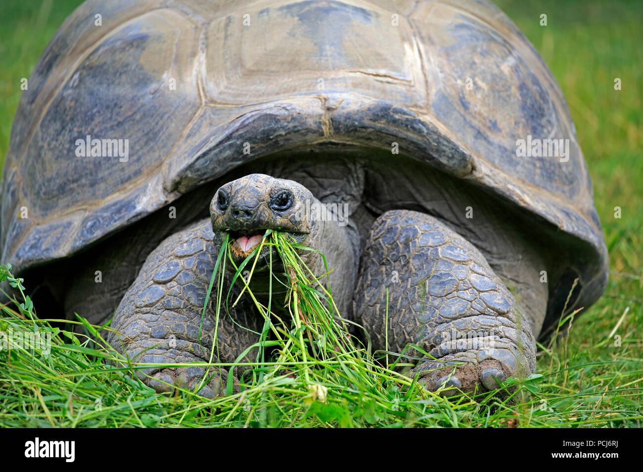 Seychelles Giant Tortoise Adult Feeding Seychelles Africa Aldabrachelys Gigantea Stock Photo Alamy