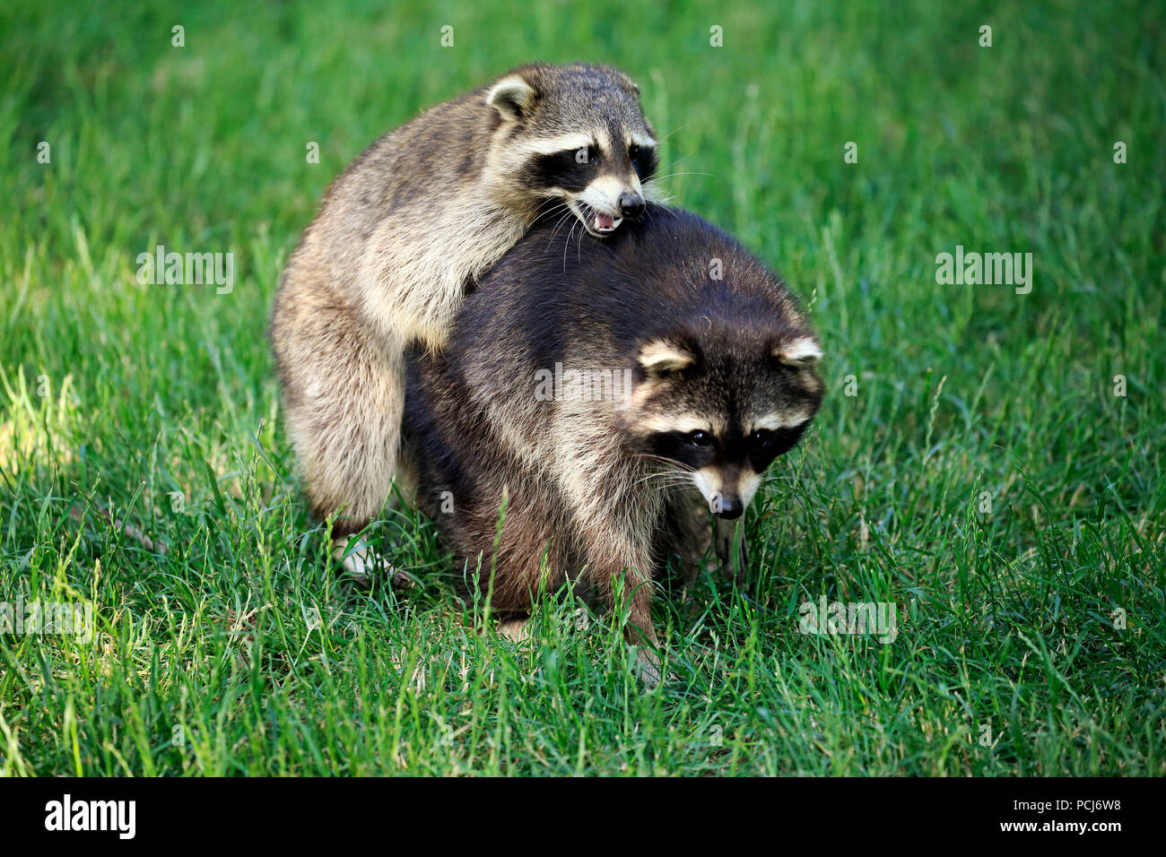 North American Raccoons, Germany, Europe, (Procyon lotor) Stock Photo