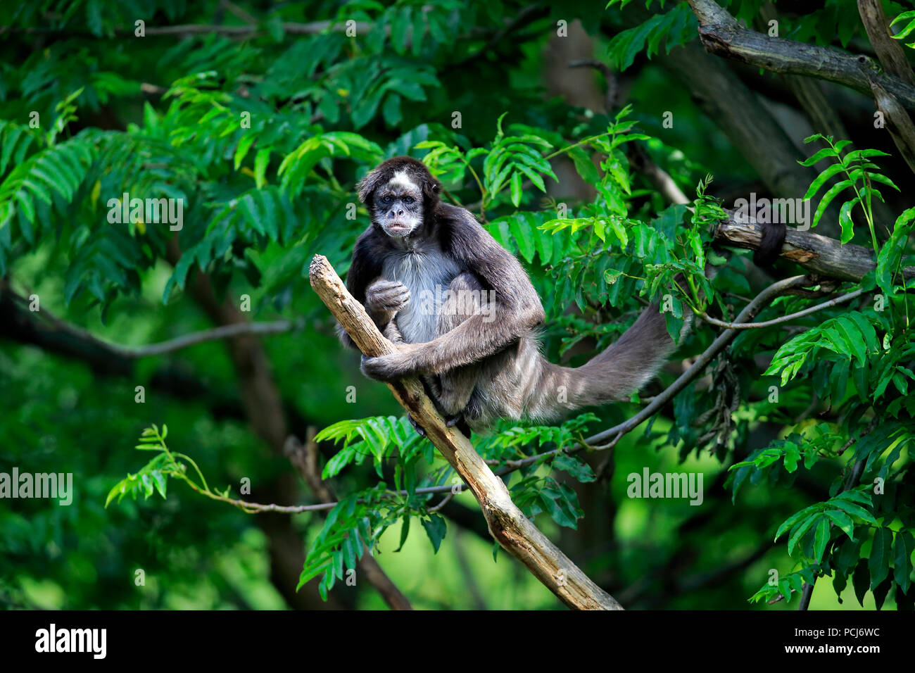 White Bellied Spider Monkey, adult on tree, Asia, (Ateles belzebuth) Stock Photo