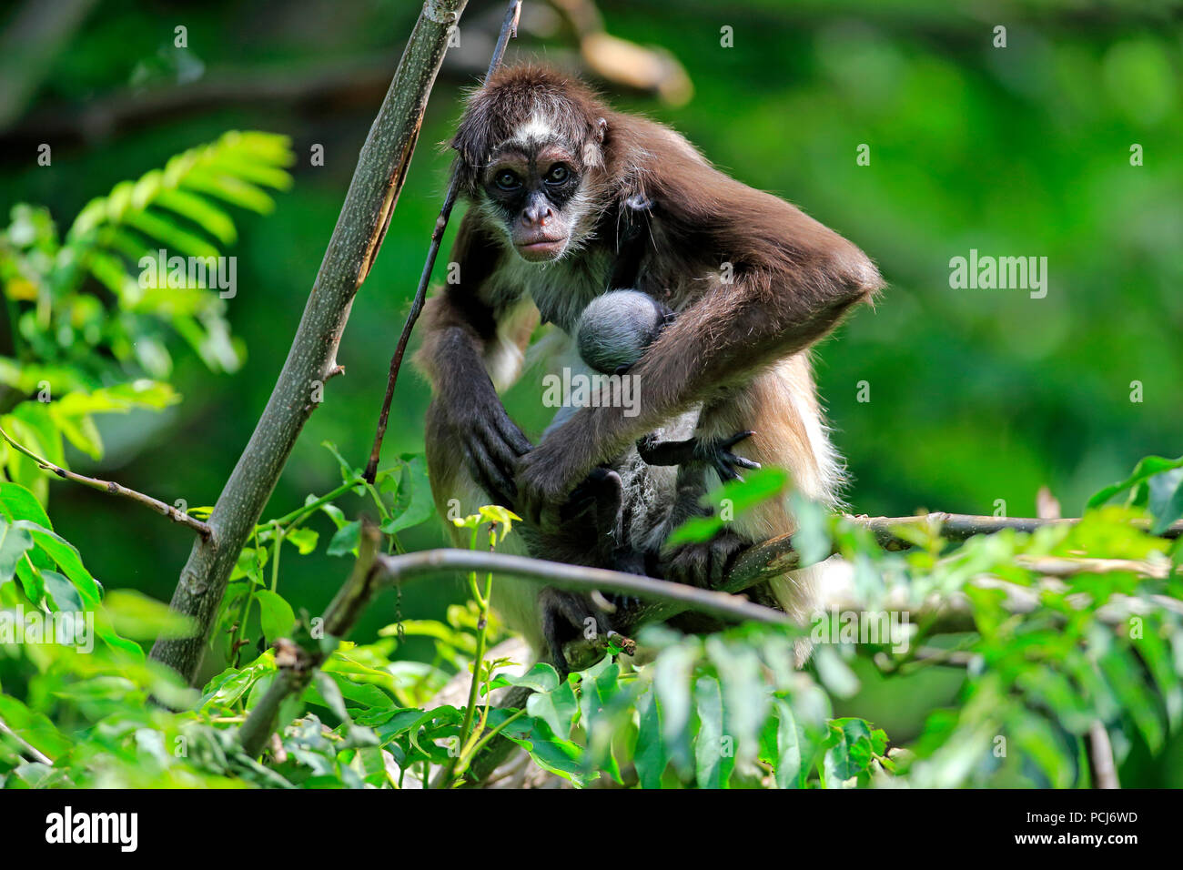 White Bellied Spider Monkey, female with young tree, Asia, (Ateles belzebuth) Stock Photo