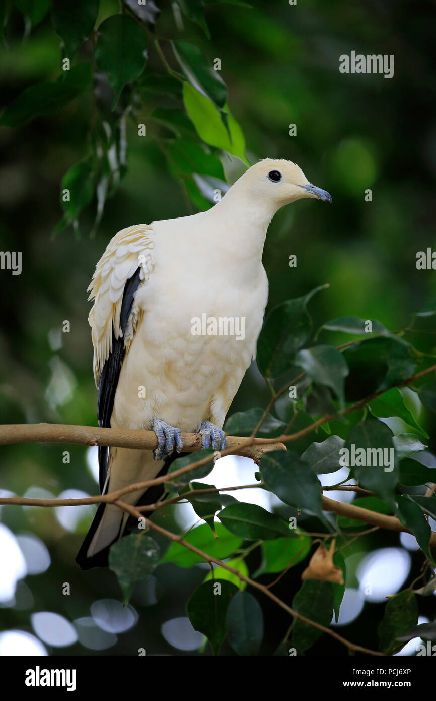 Torres Strait imperial-pigeon, adult on tree, Australia, (Ducula bicolor) Stock Photo