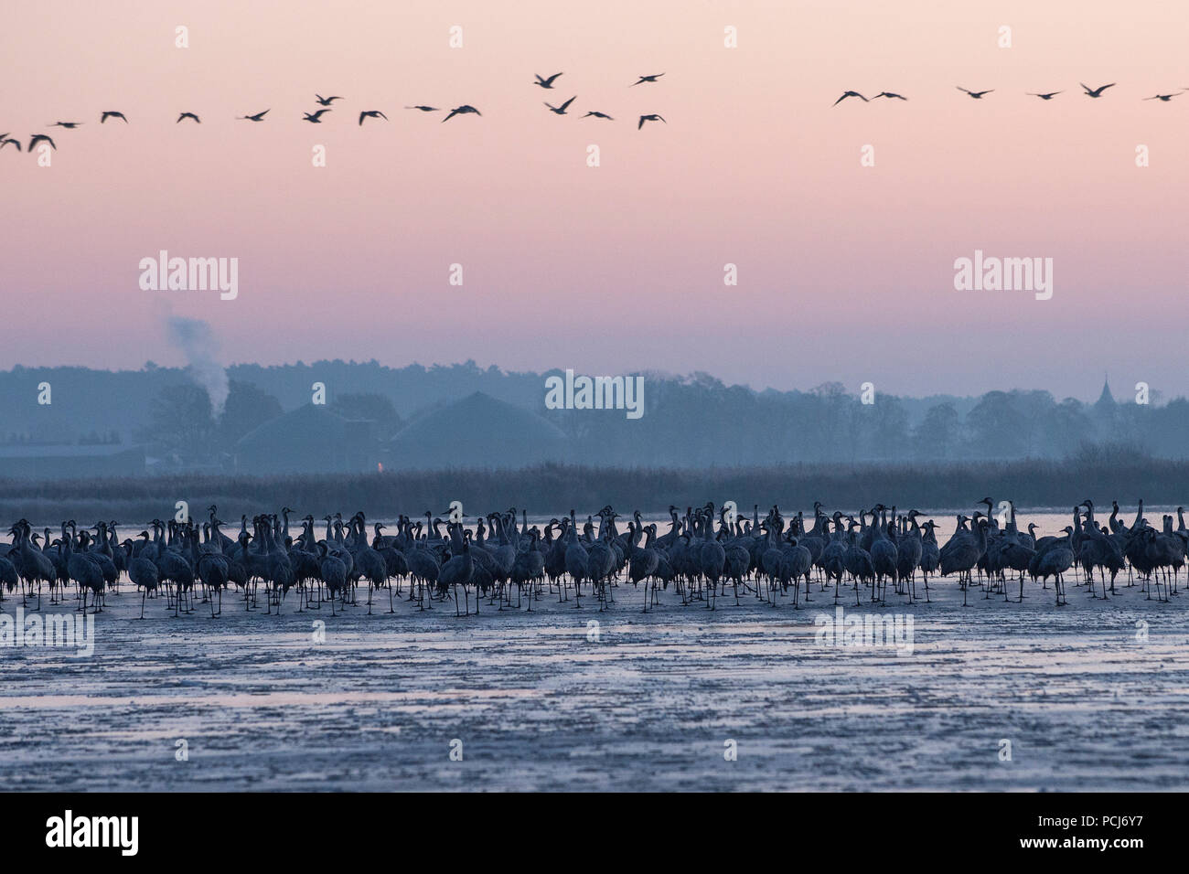 Kranichschlafplatz, zugefrorener See in der Morgendaemmerung, NSG Streng-See, bei Netzen, Brandenburg, Deutschland,(Grus grus) Stock Photo
