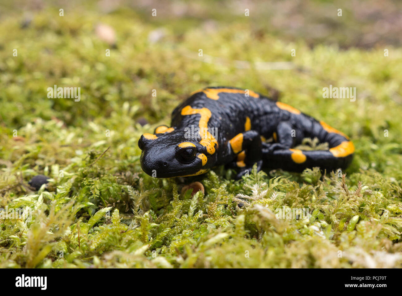 Feuersalamander, Thueringen,Deutschland, (Salamandra salamandra) Stock Photo