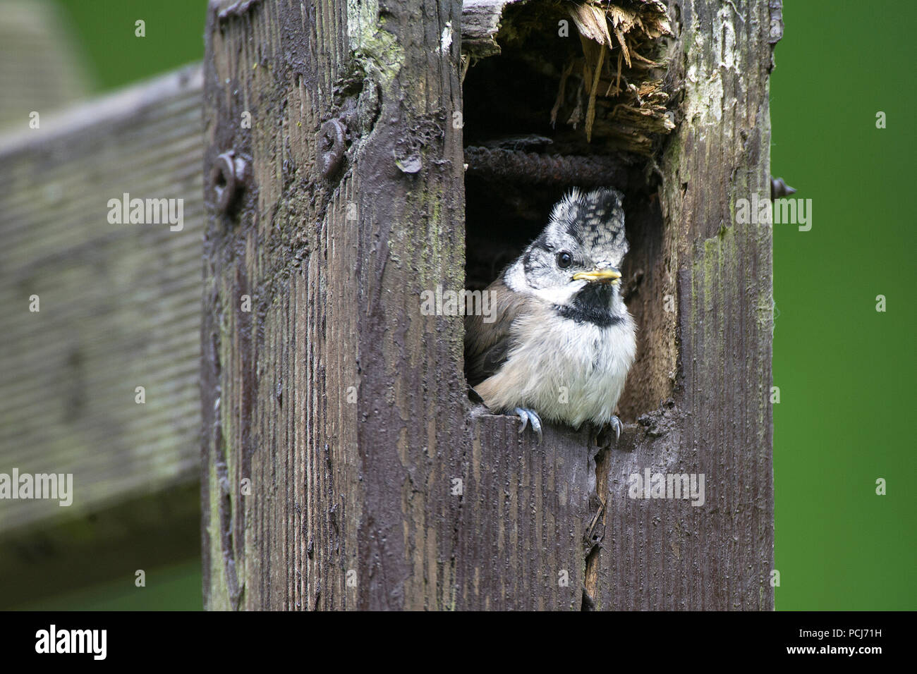 Haubenmeise, Jungvogel schaut aus Nisthoehle, NRW, Deutschland, (Parus cristatus) Stock Photo