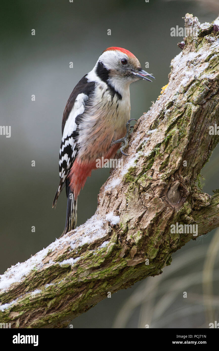 Mittelspecht, auf Nahrungssuche, Harz, Deutschland, (Dendrocopos medius) Stock Photo