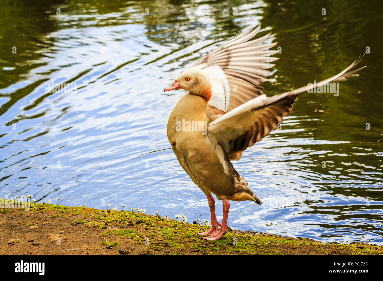 An Egyptian goose, Alopochen aegyptiaca, stands and spreads its wings at the side of a lake in Isabella Plantation, Richmond Park, London, UK Stock Photo