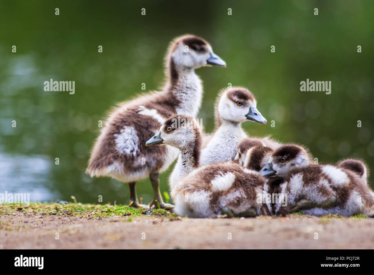 Cute fluffy Egyptian goose chicks, Alopochen aegyptiaca, a family of goslings snuggle together at Isabella Plantation, Richmond Park, London, UK Stock Photo