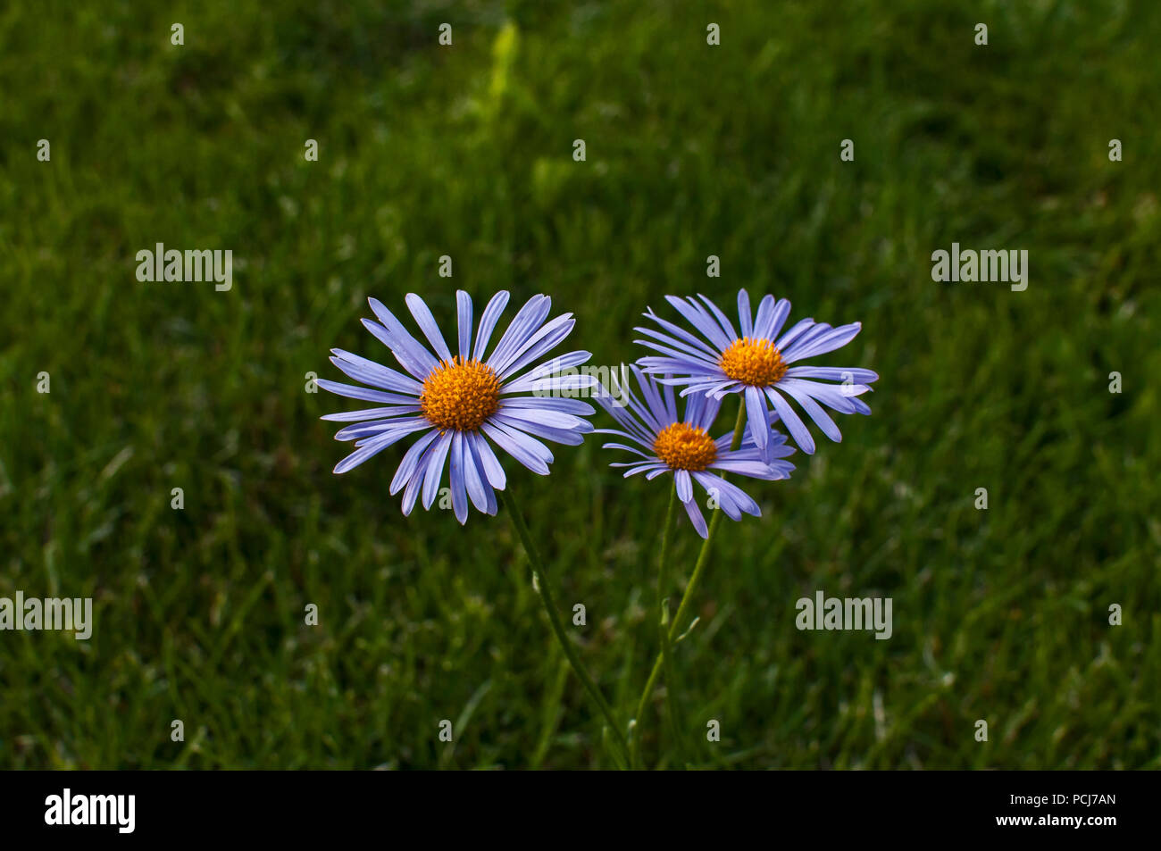 New England blue aster flower closeup on green grass meadow background Stock Photo
