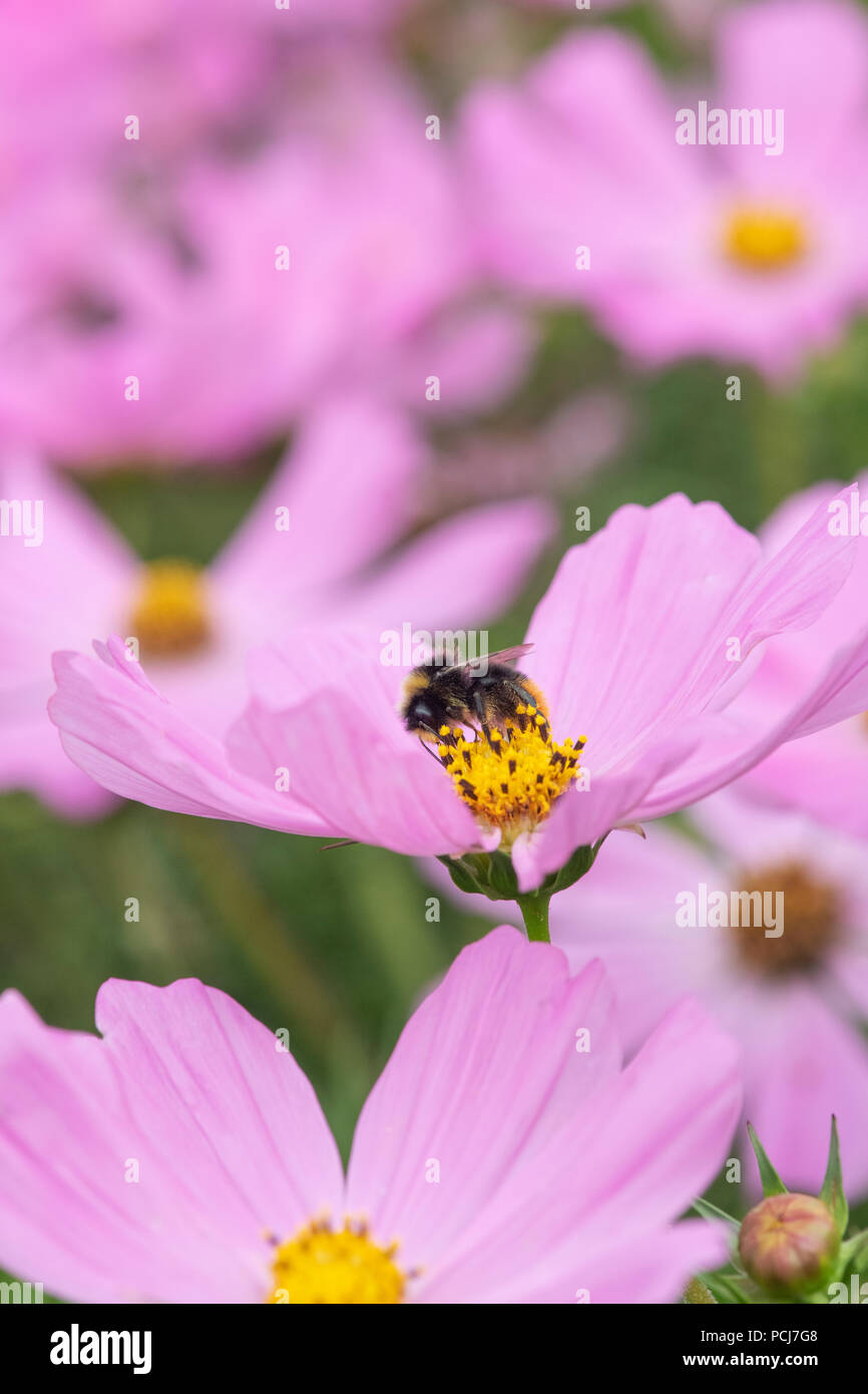 Bombus Lucorum. Bumblebee on Cosmos bipinnatus ’Sonata pink’ flower Stock Photo