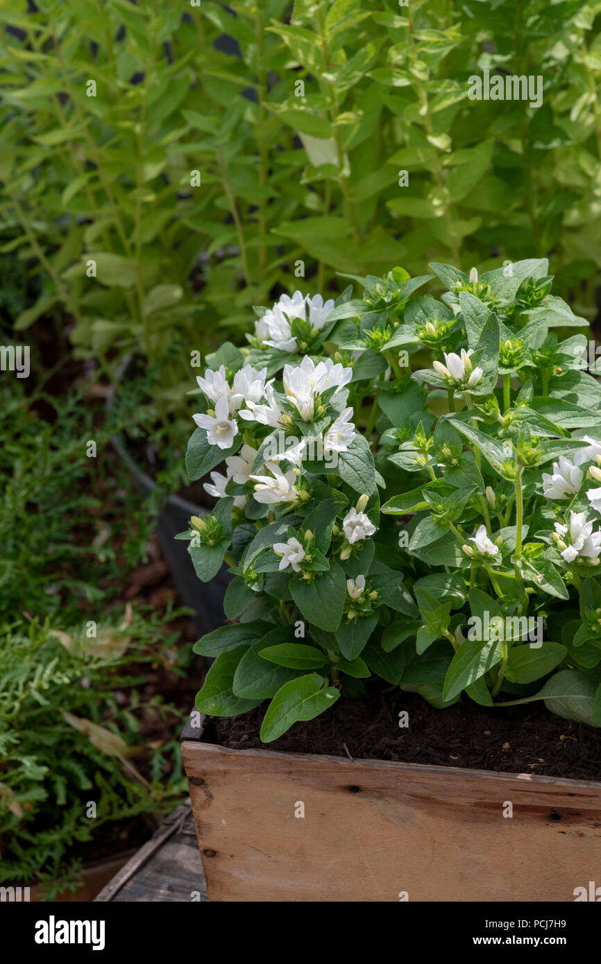 Campanula glomerata ‘Bellefleur white’ flowers in a container. UK Stock Photo