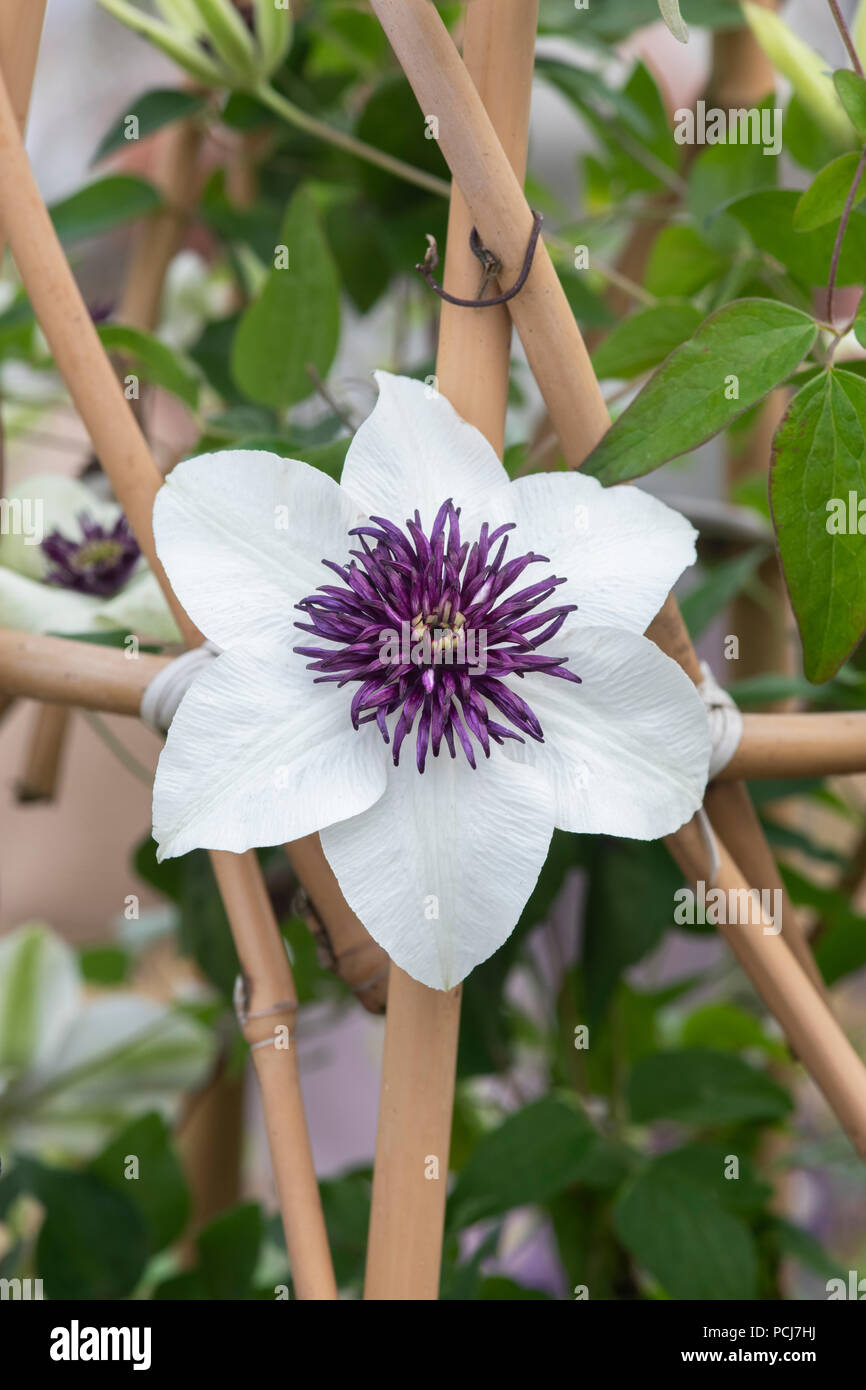 Clematis Florida Sieboldii flower Stock Photo