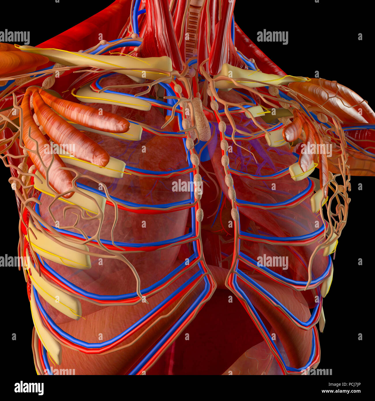 Human body, man, respiratory system, anatomy. 3d rendering Stock Photo