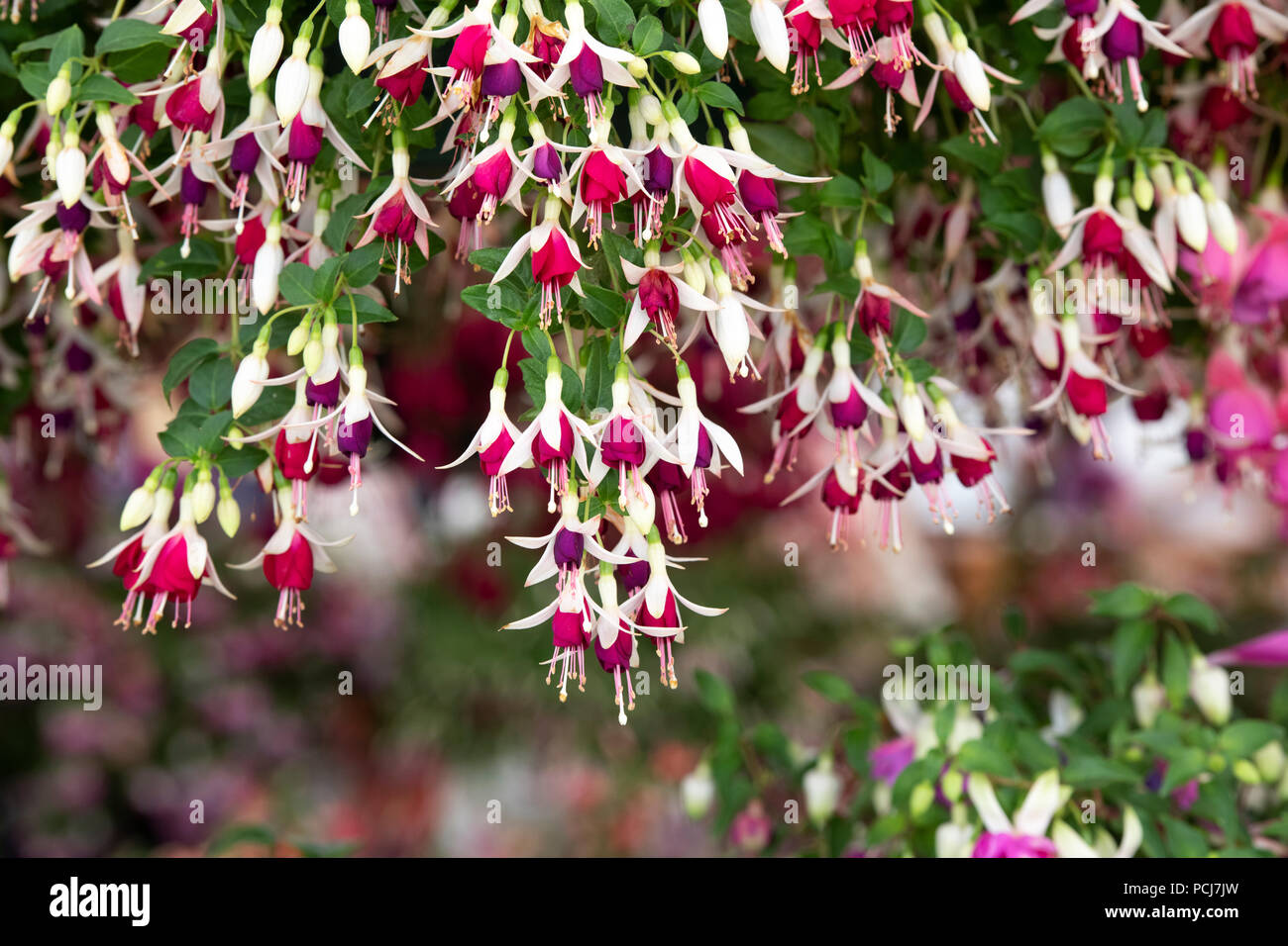 Fuchsia ‘Hermiena’ flowers in a hanging basket Stock Photo