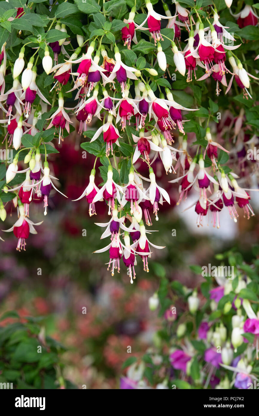 Fuchsia ‘Hermiena’ flowers in a hanging basket Stock Photo