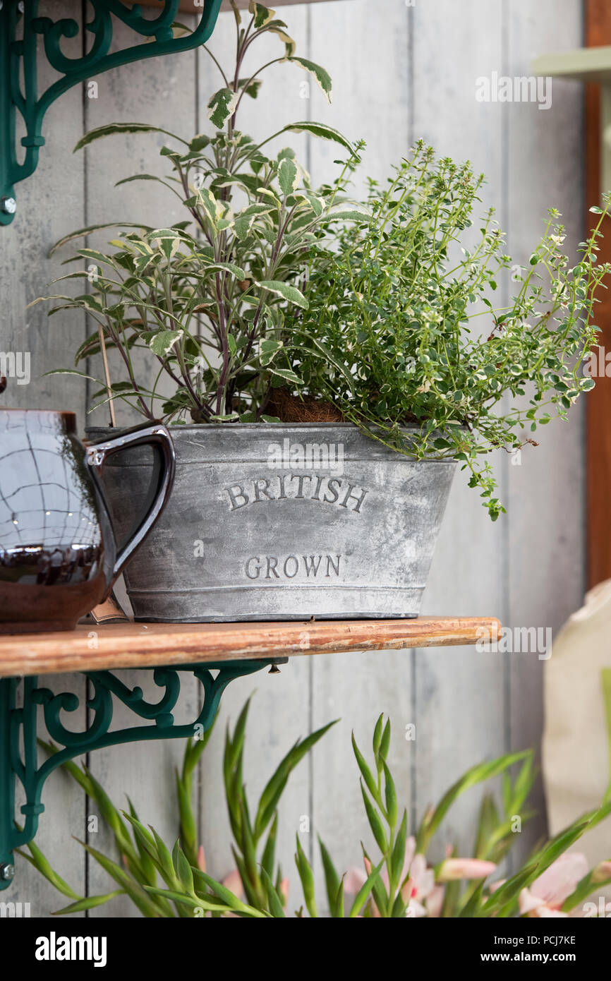 Herbs in a galvanised metal container at a flower show. UK Stock Photo