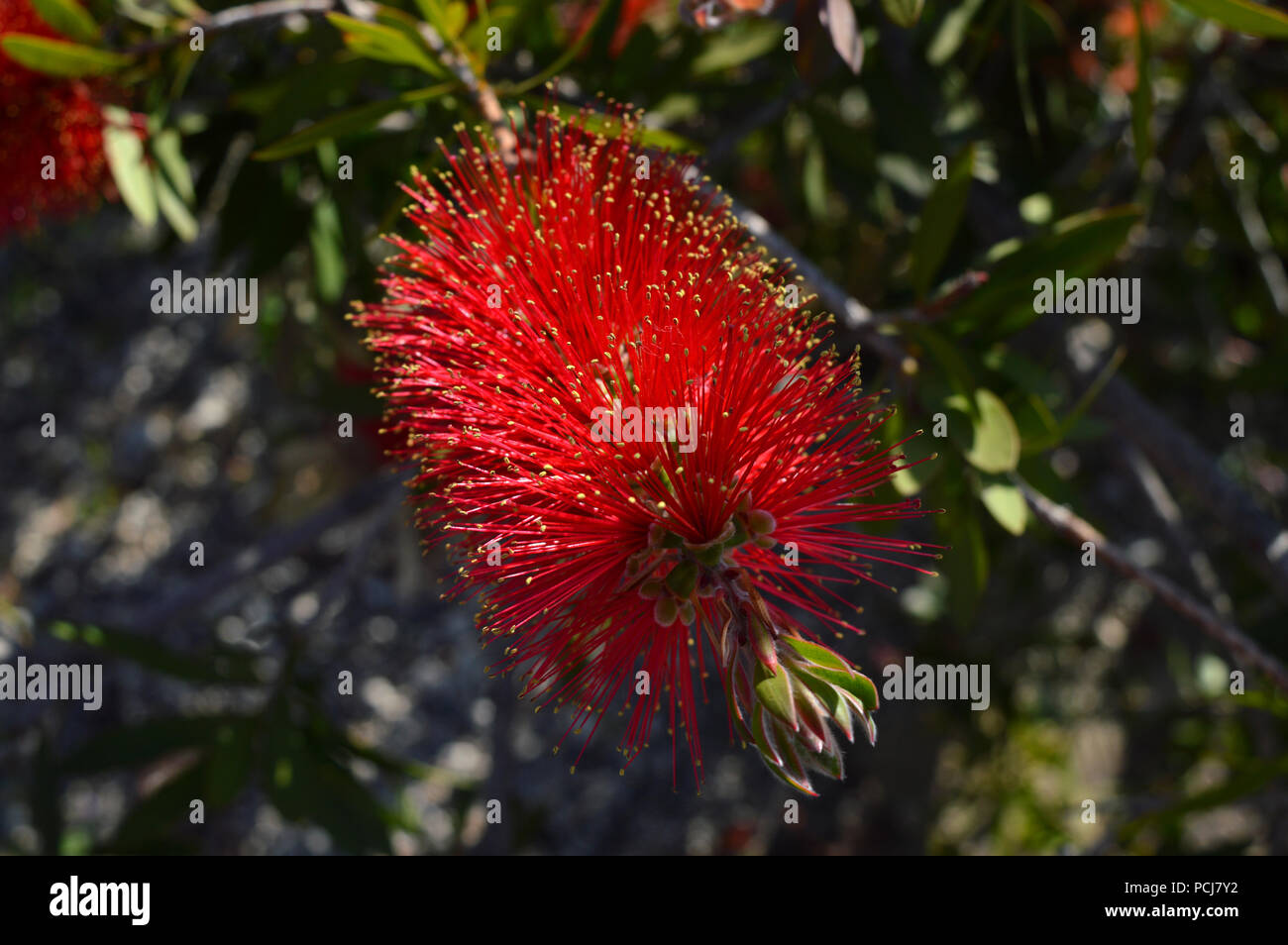 Close-up of Melaleuca Flower, Red Paperbarks, Macro, Nature Stock Photo