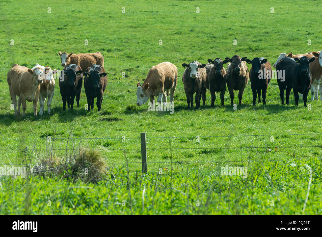 Edinburgh Rural rural views on the way from Cullen to Edinburgh Stock Photo - Alamy