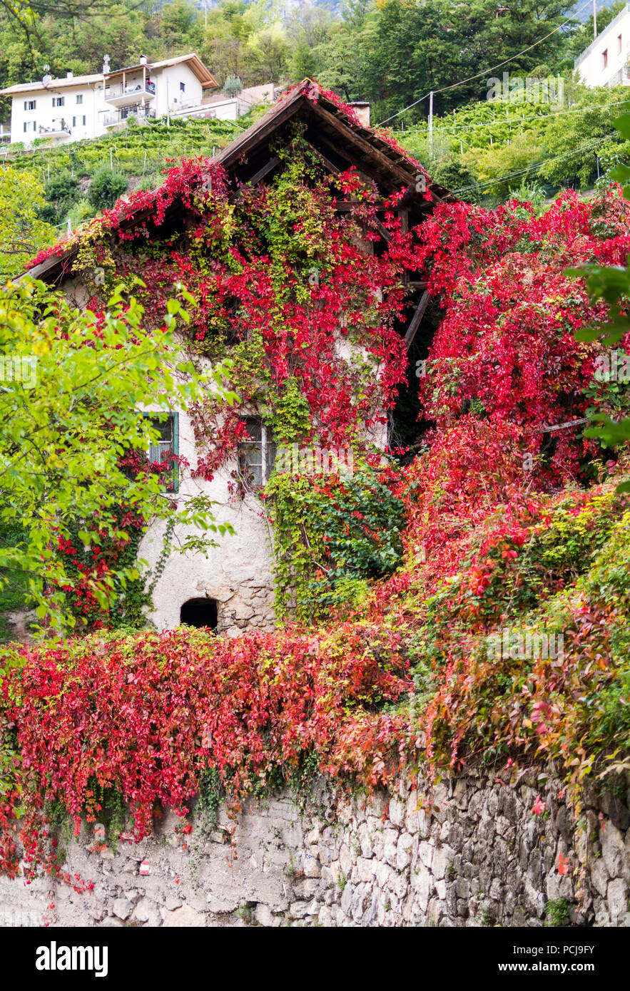 Virginia Creeper in autumn, Parthenocissus quinquefolia, covering old house in South Tyrol, Italy Stock Photo