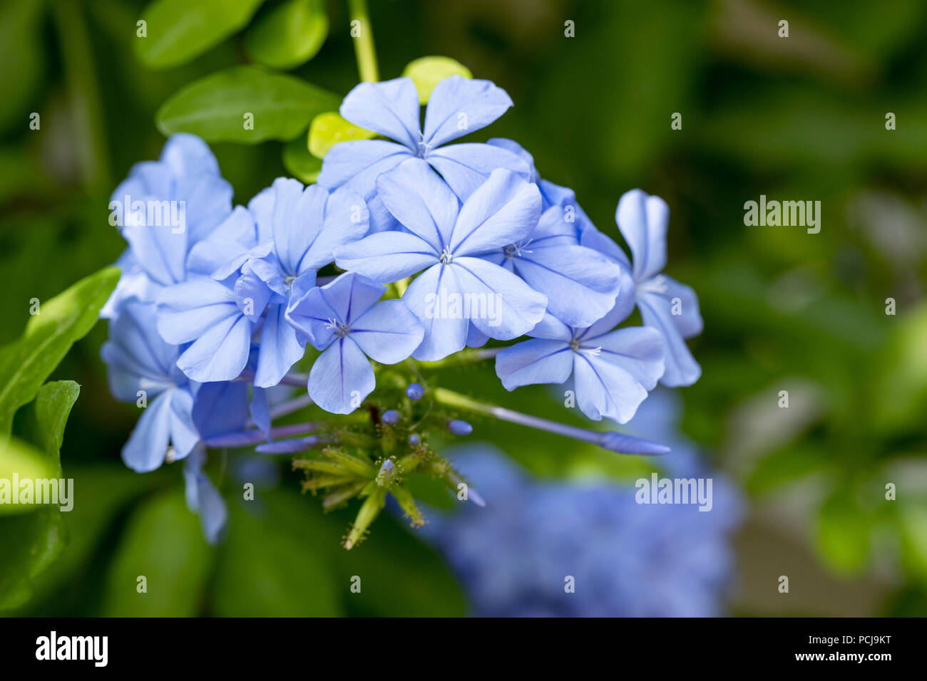 Close up of Plumbago Auriculata / Cape Ledwort flowering in an English garden Stock Photo
