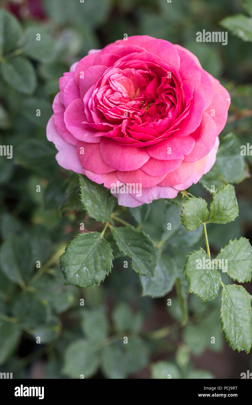 Close up of a pink rose called Rosa Princess Alexandra of Kent  - David Austin roses, UK Stock Photo