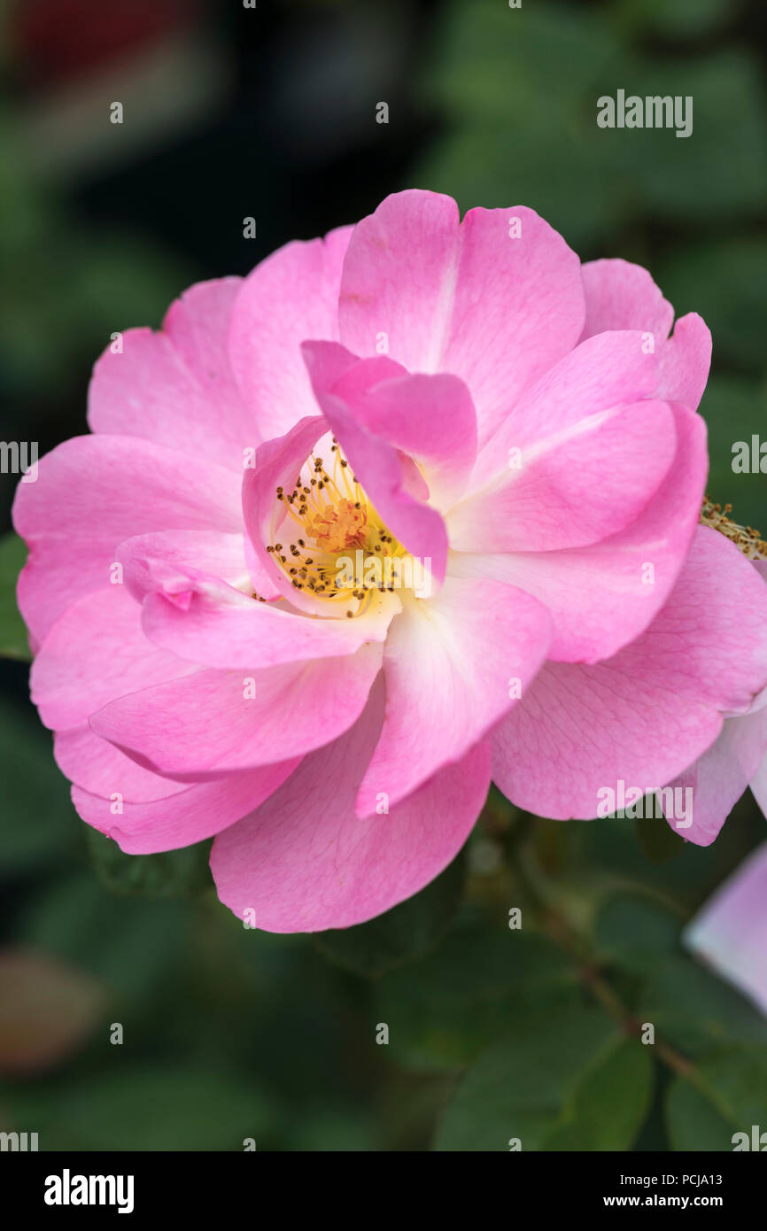 Close up of Rosa Skylark a pink David Austin English shrub rose, England, UK Stock Photo