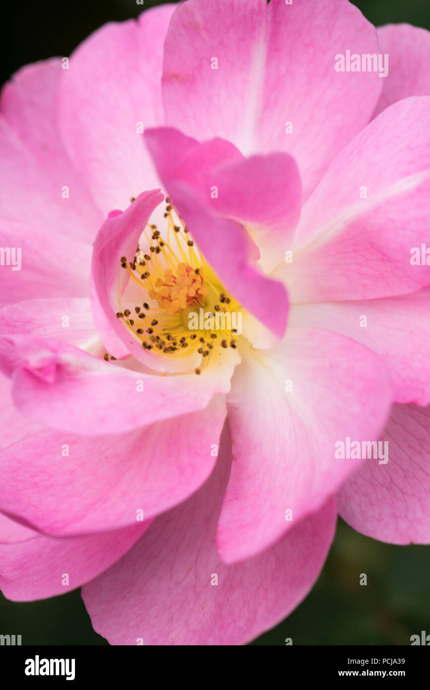 Close up of Rosa Skylark a pink David Austin English shrub rose, England, UK Stock Photo