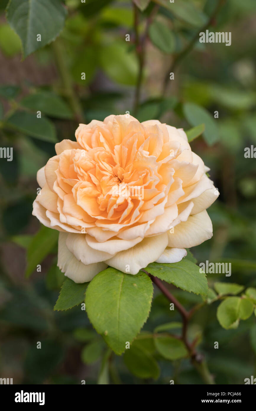 David austin fragrant english rose hires stock photography and images