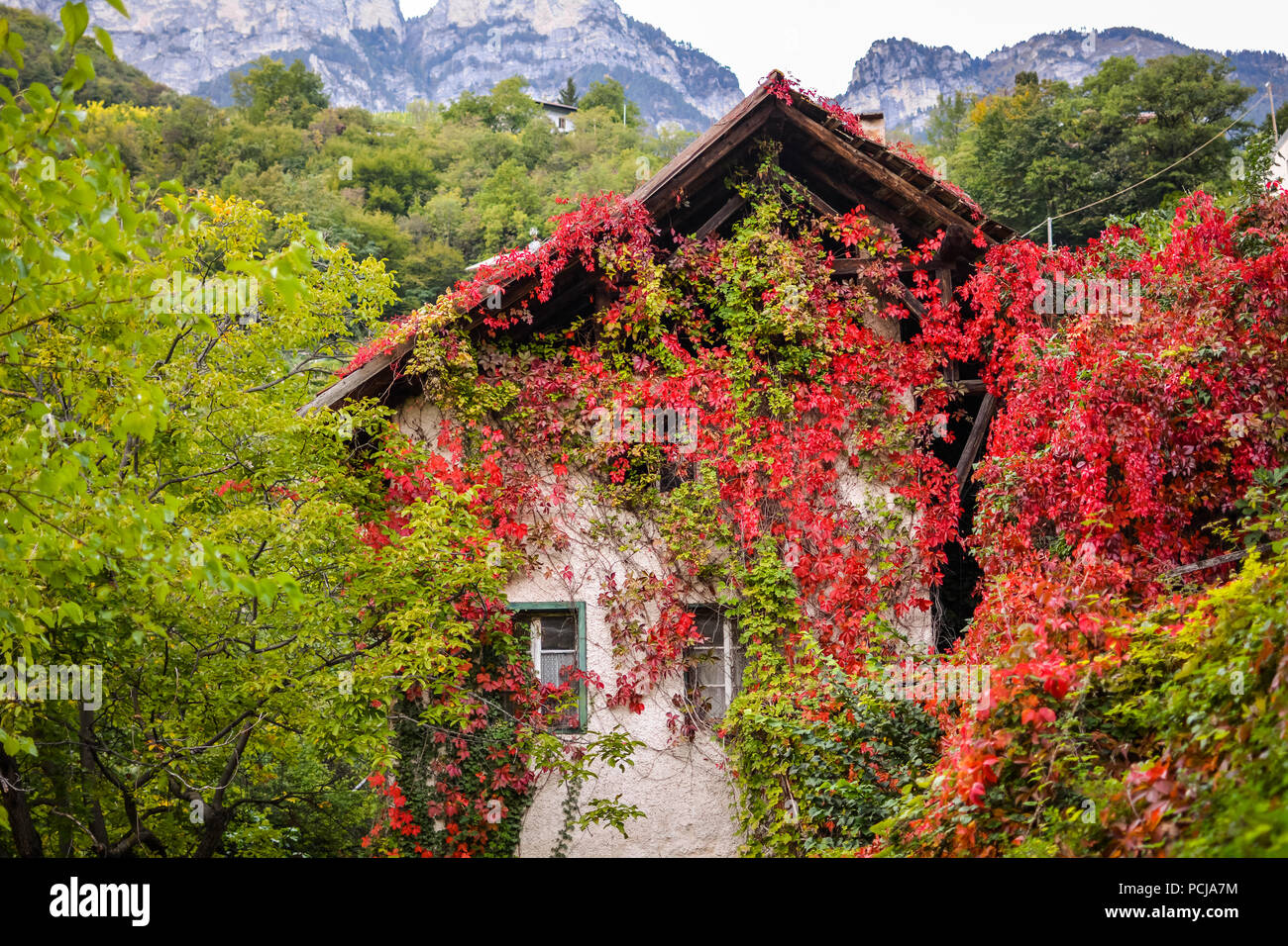 Virginia Creeper in autumn, Parthenocissus quinquefolia, covering old house in South Tyrol, Italy Stock Photo