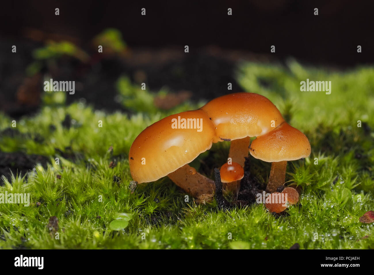 Fungi growing in woodland floor with moss. Tipperary, Ireland Stock Photo