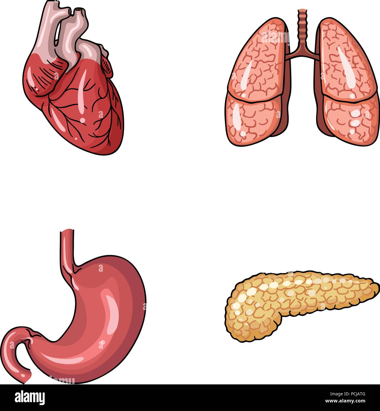 Heart  Lungs  Stomach  Pancreas  Human Organs Set