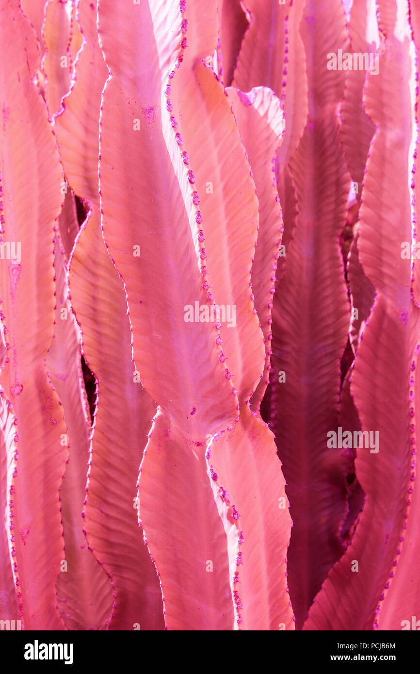 Jade Tiger Euphorbia Trigona pink cactus brushwood. Futuristic surrealistic  tropical nature background. Poster template Stock Photo - Alamy