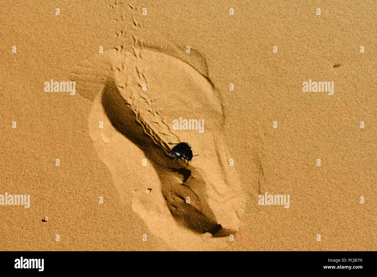 Footprint on the orange desert sand with black beetle. Sahara Desert, Morocco, North Africa. Closeup. Macro Stock Photo