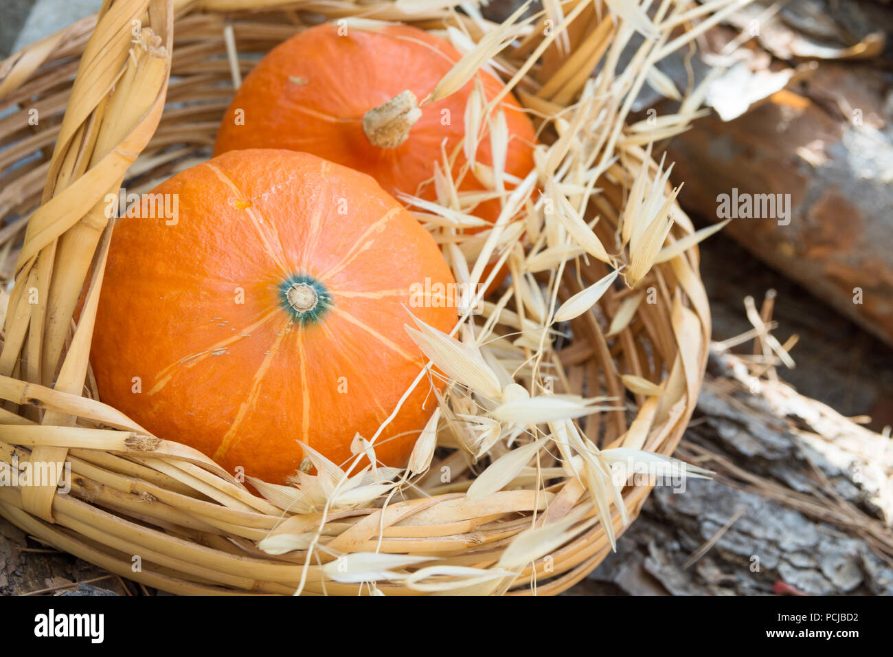 Two small bright orange heirloom Red Kuri pumpkins in wicker basket dry autumn plants on on wood logs in garden. Cozy early fall atmosphere. Sunlight  Stock Photo