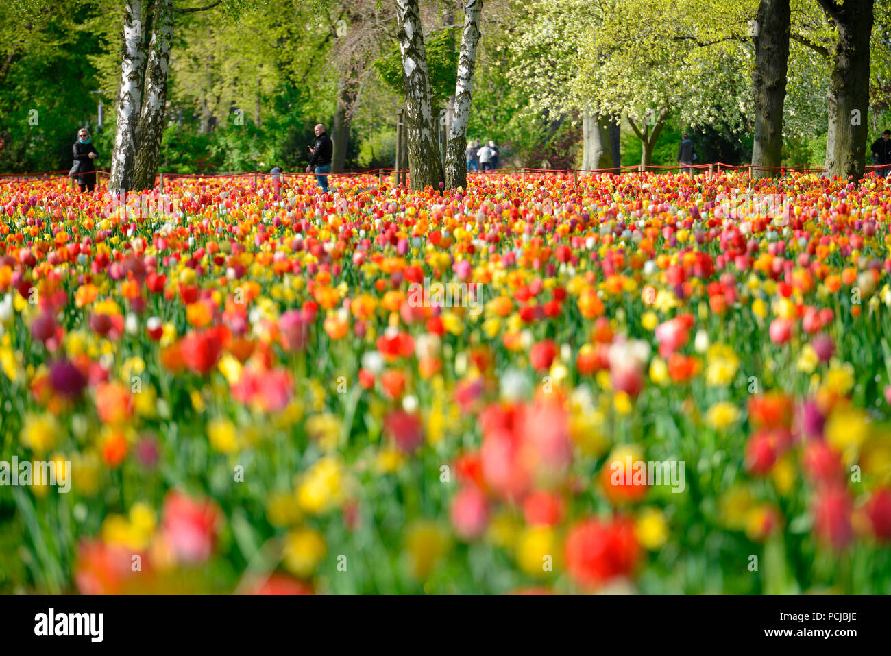 Tulpenbluete, Greenwichpromenade, Tegeler See, Tegel, Reinickendorf, Berlin, Deutschland Stock Photo