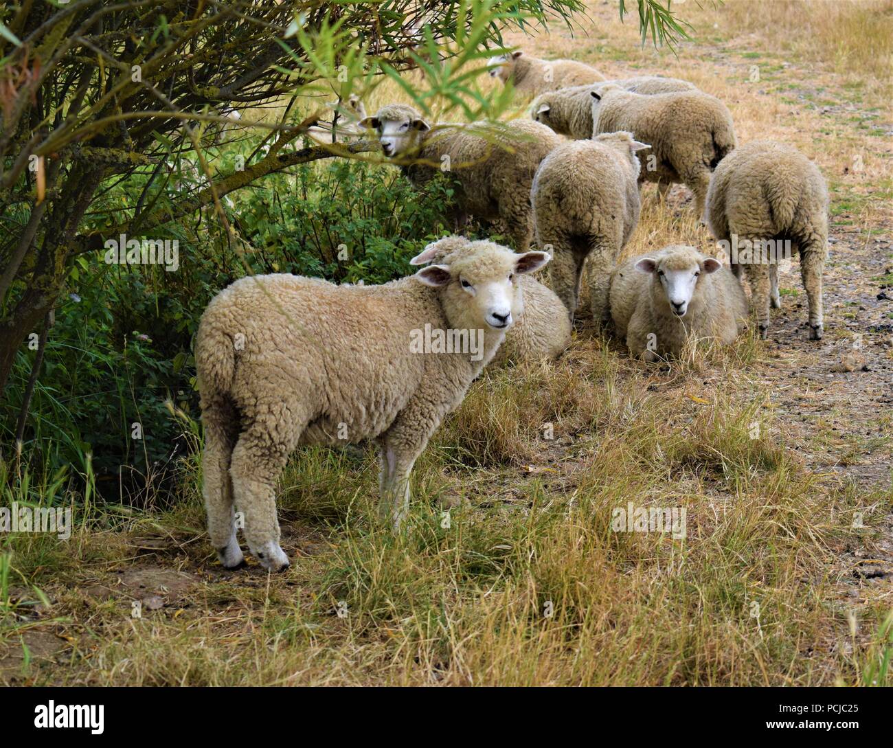 Sheep in a field in dorset Stock Photo