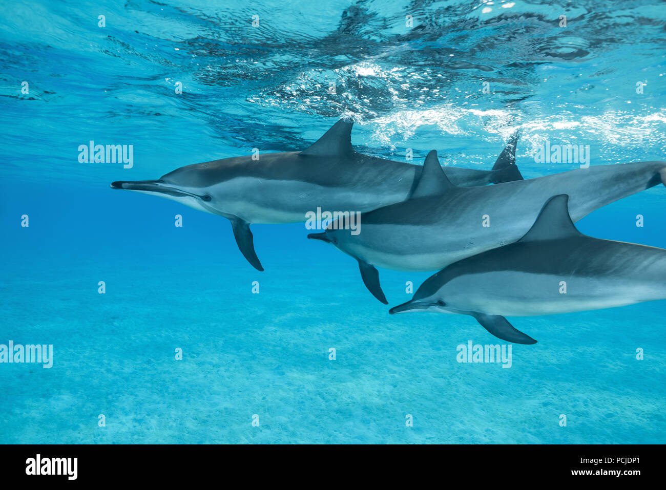 Three dolphins swim under surface in shallow water. Spinner Dolphins (Stenella longirostris) Stock Photo