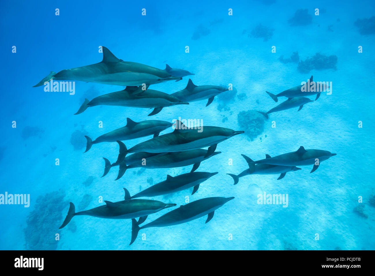 A pod of dolphins swims over sandy bottom. Spinner Dolphins (Stenella longirostris) Stock Photo