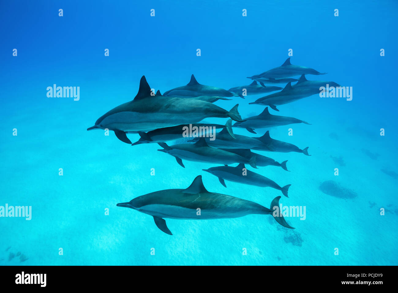 A pod of dolphins swims over sandy bottom. Spinner Dolphins (Stenella longirostris) Stock Photo