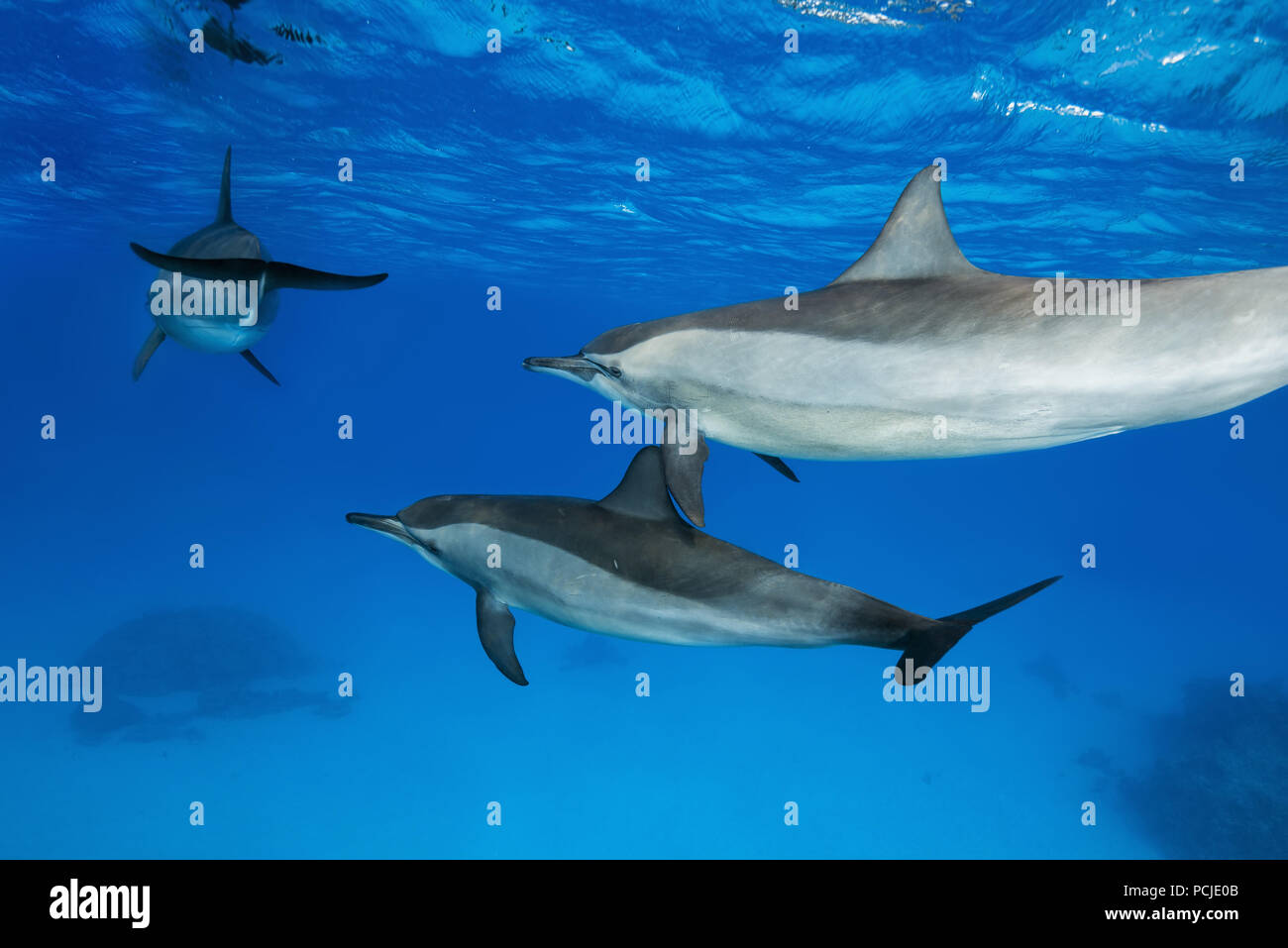 Dolphins of family with baby swim in the blue water. Spinner Dolphins (Stenella longirostris) Stock Photo