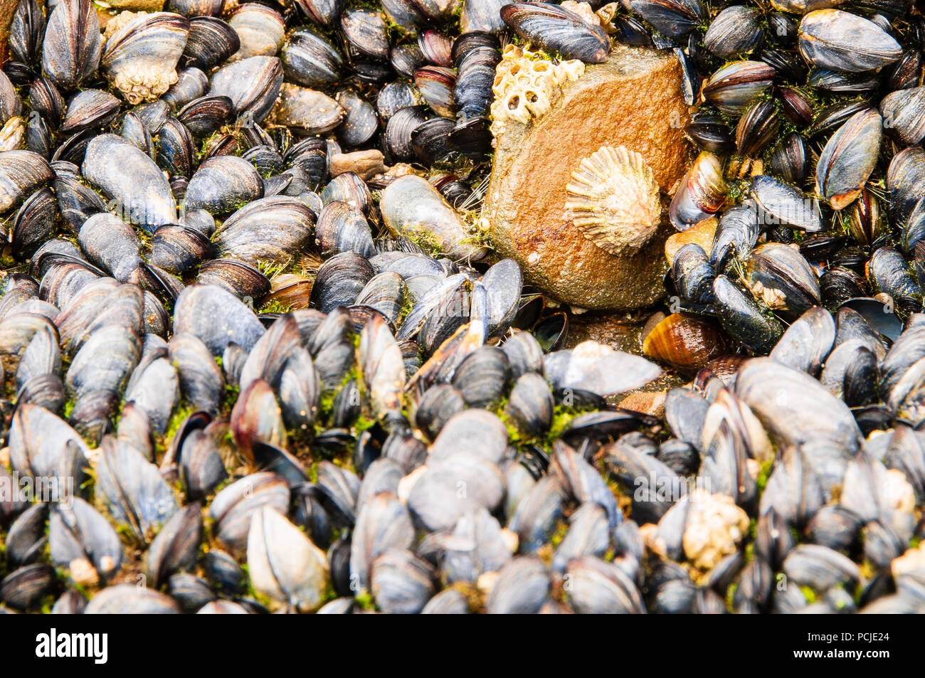 Close up of shells, including mussels, on a rock by the seaside in Bude, Cornwall Stock Photo